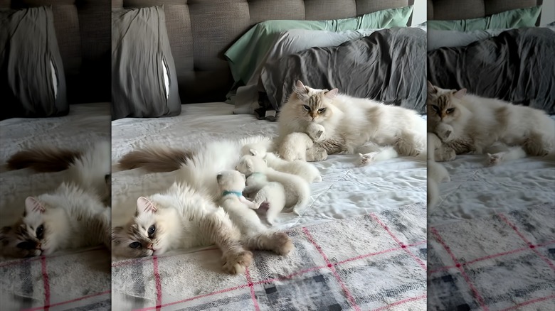 Several ragdoll cats and kittens lying on a blanket