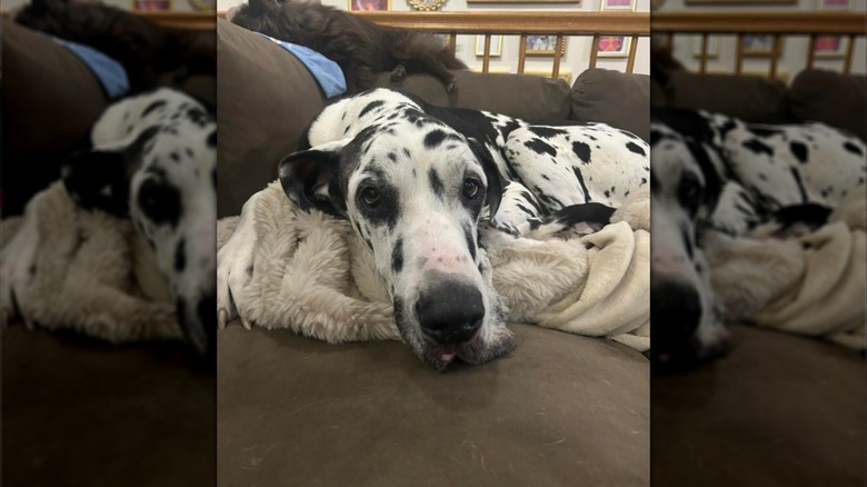 Finn the Great Dane on a couch with a smaller pup in the background.