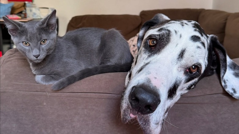Small gray cat and harlequin Great Dane sit side by side.