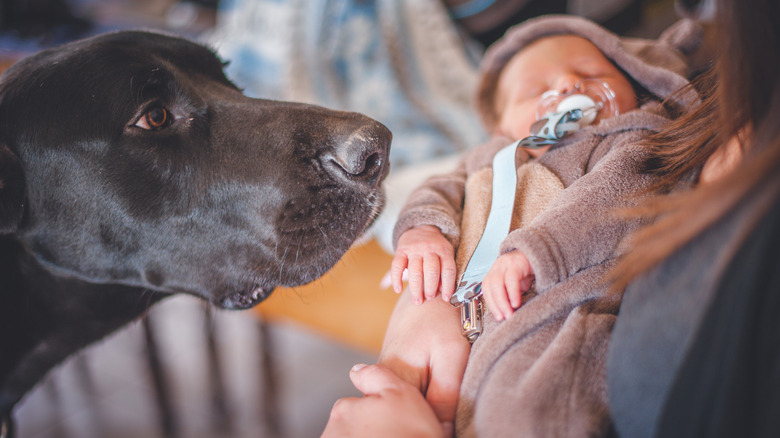 A newborn baby arrives home and the family's Labrador retriever inspects it
