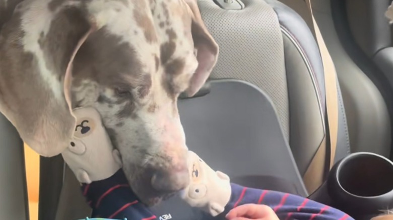 Great Dane stares down at the top of a white baby's head.