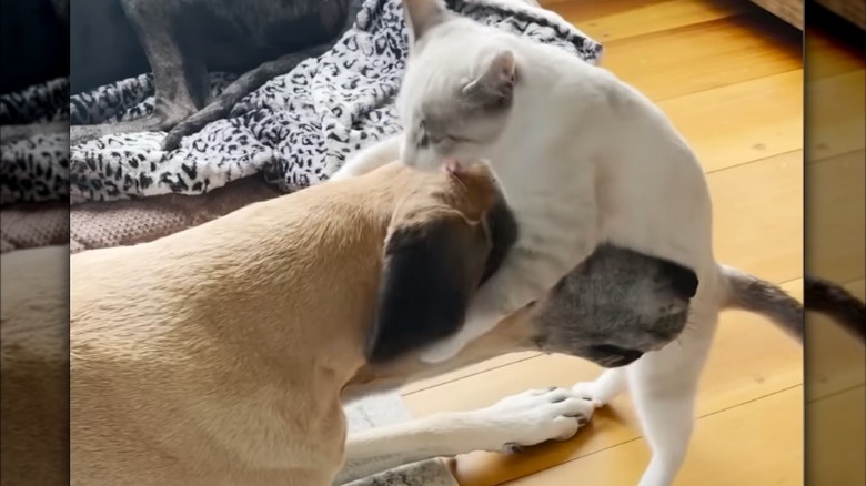 A white cat and a great Dane playing together