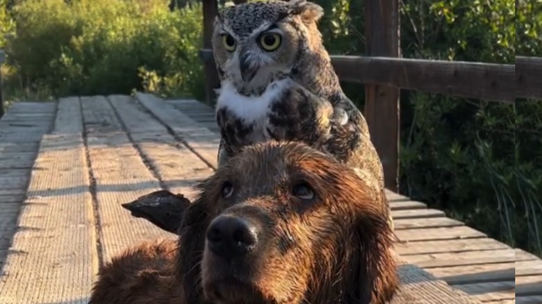 Tamed Great Horned owl perched on golden retriever outdoors
