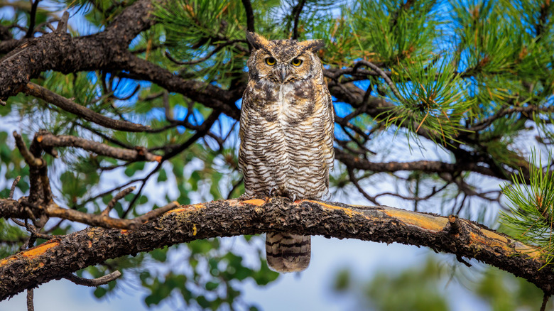 A great horned owl perched in a tree