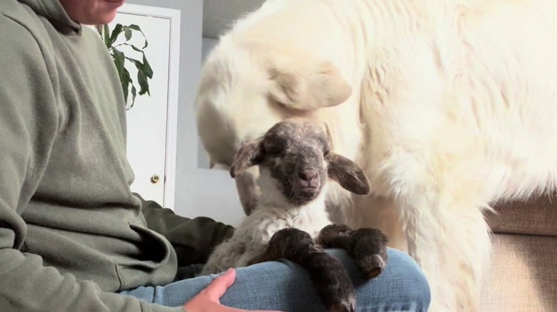 Great Pyrenees sniffing a little lamb
