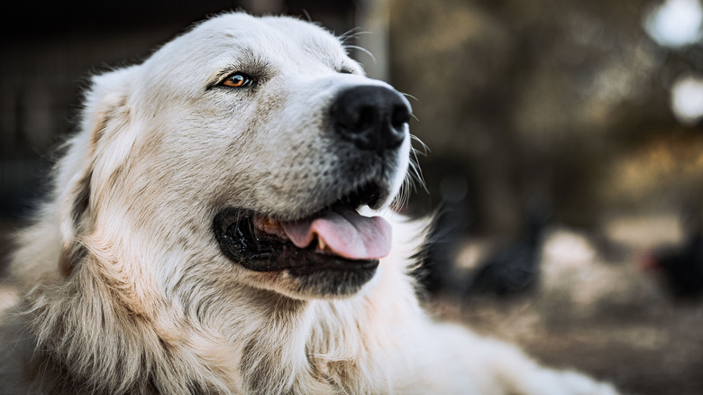 A happy Great Pyrenees lying on grass.