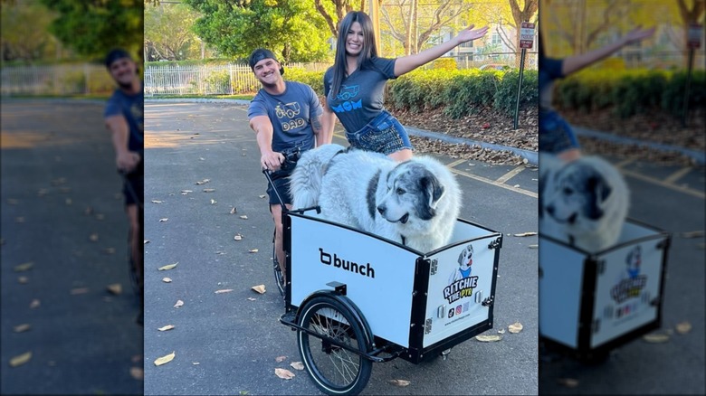 Great Pyrenees being pushed in wheel cart with man and woman standing next to him