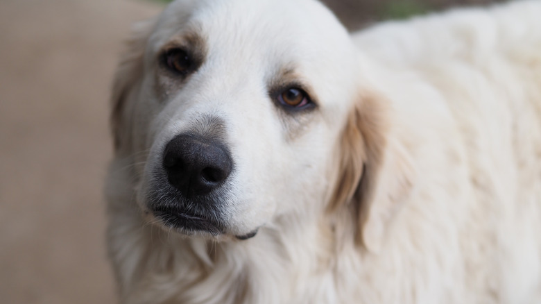 Great Pyrenees staring at the camera