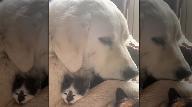 Great Pyrenees cuddling a kitten