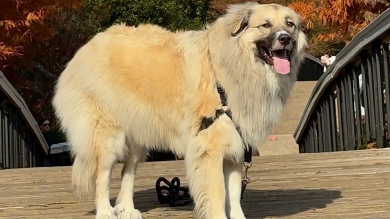 Great Pyrenees and Anatolian shepherd dog mix standing