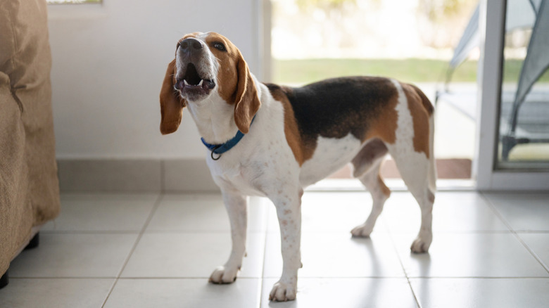 Beagle dog bark inside the house.