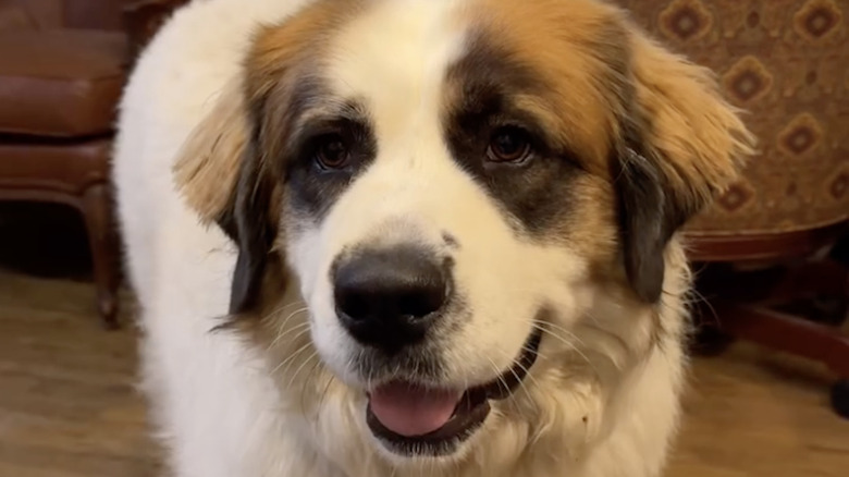 A great Pyrenees mix from Instagram happily shares a home with a cat.