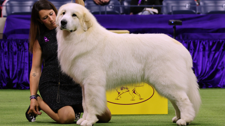 A majestic-looking Great Pyrenees competes in a dog show.