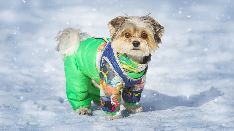White fluffy lap dog stands on a snowdrift in a park in winter