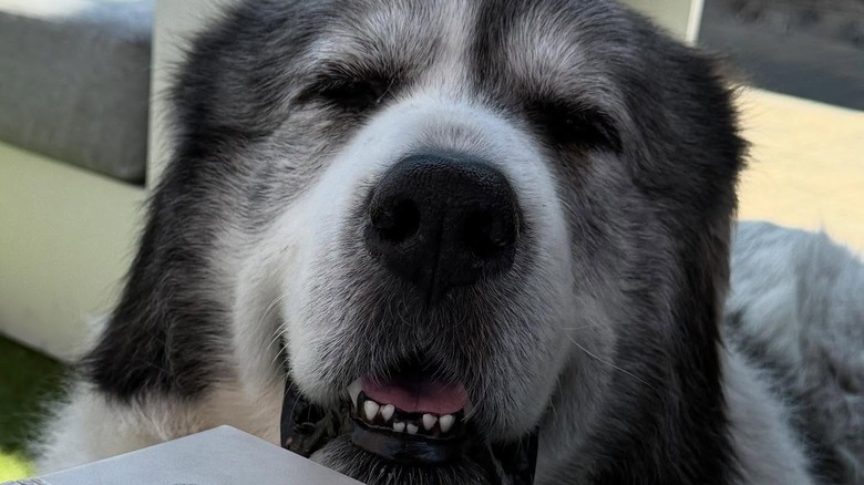 A happy-looking Great Pyrenees