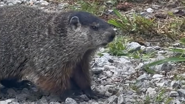 Greg the groundhog went viral in 2023 for visiting a rescue farm.