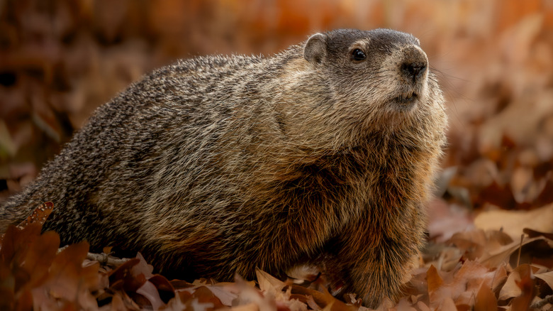 A groundhog in some fall leaves.