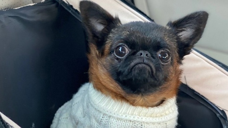 Dwarf Griffon dog sitting in a car seat, wearing a white sweater.