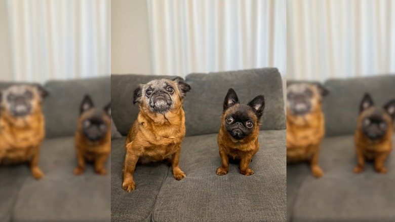 Senior griffon beside dwarf griffin adult dog on a couch.
