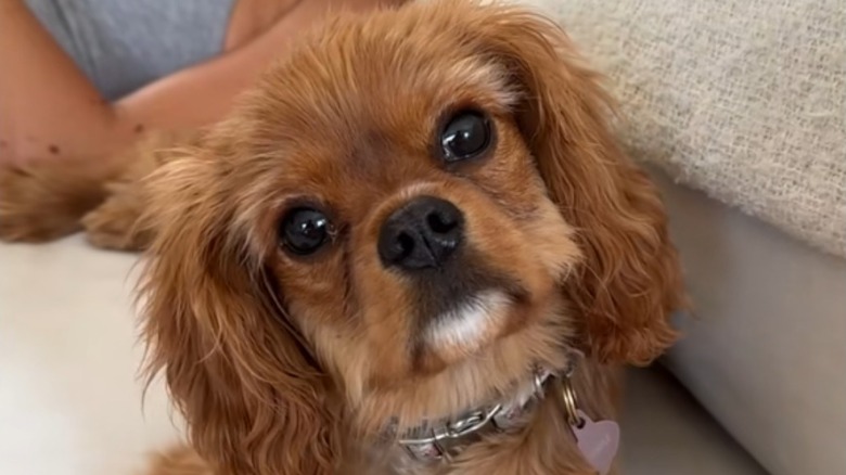 Cavalier King Charles spaniel