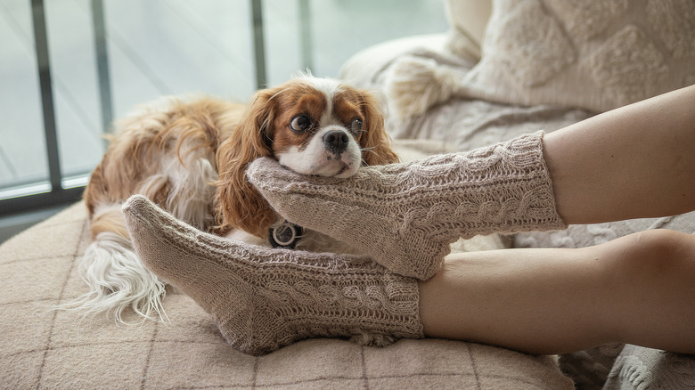 Cavalier King Charles spaniel lying on its human's feet