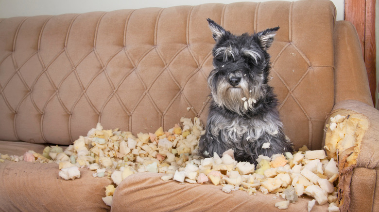 Schnauzer sitting in pile of foam bits that were chewed off of sofa