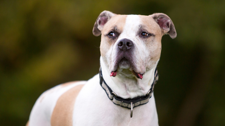 A mixed bully breed giving side-eye