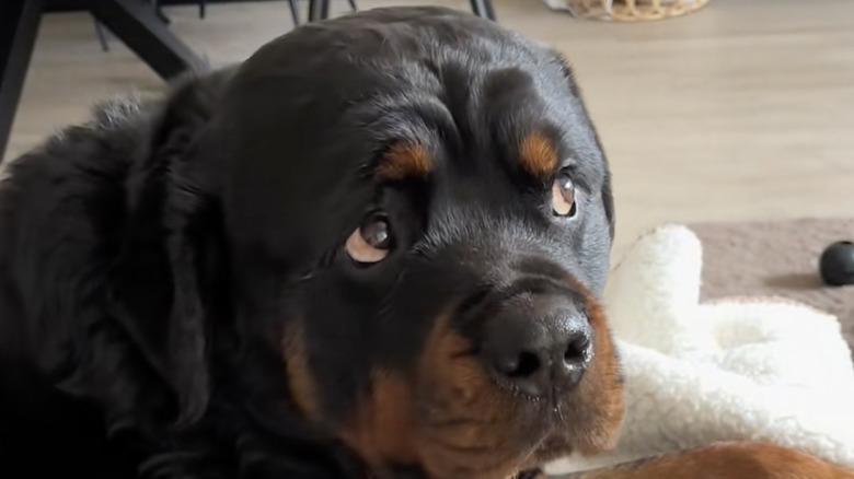 Dyce the rottweiler from TikTok is known for giving folks judgmental side eye.