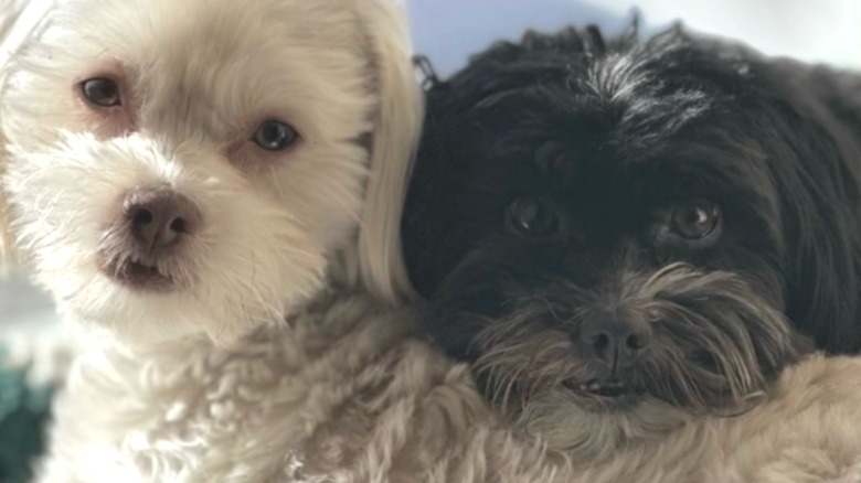 A white Havanese and a black Havanese cuddling.