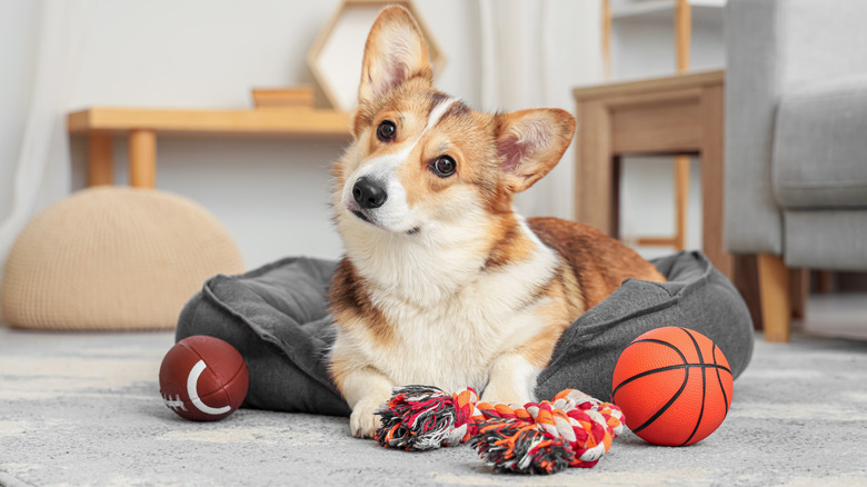 A corgi sitting on a dog bed surrounded by toys.