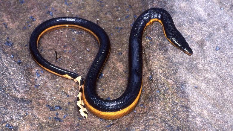 Yellow-bellied sea snake on rocks