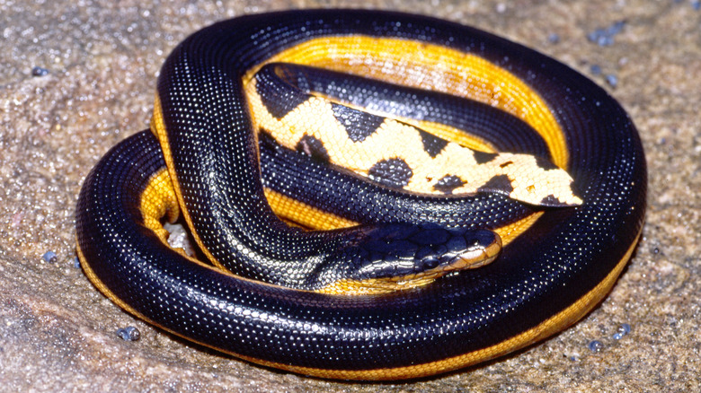 Yellow-bellied sea snake up close