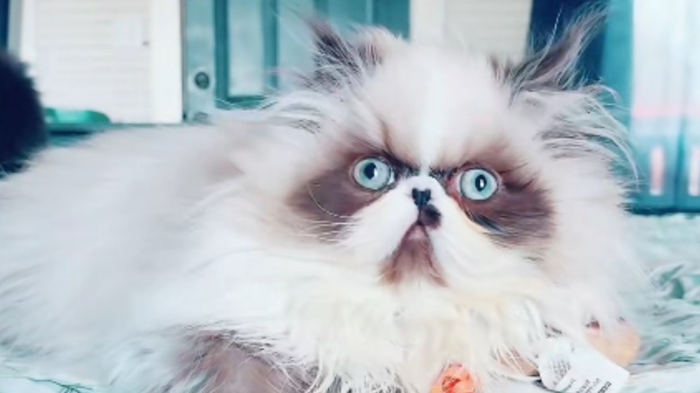 Bicolor seal point Persian cat