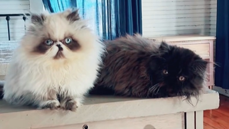 Two Persian cats lying on a dresser