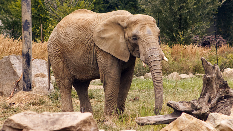 A large elephant in a zoo enclosure