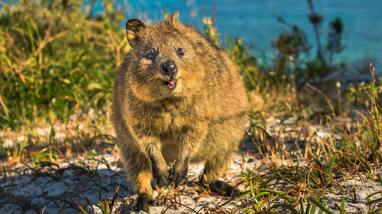 A close up picture of a smiling quokka from Australia