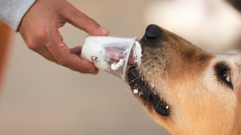 A dog eating a sweet treat pup cup.
