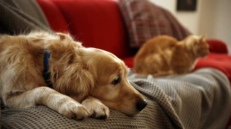 A golden retriever and orange DSH cat sad on a couch