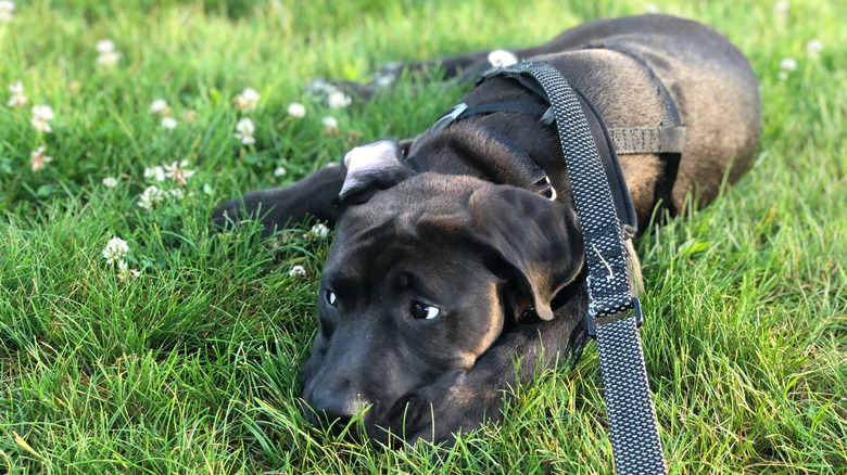 A dog avoiding eye contact with its owner