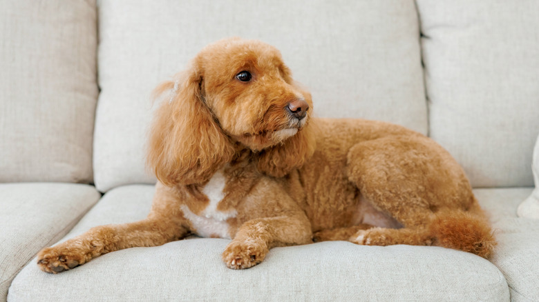 Sad dog lying on couch and looking away from camera