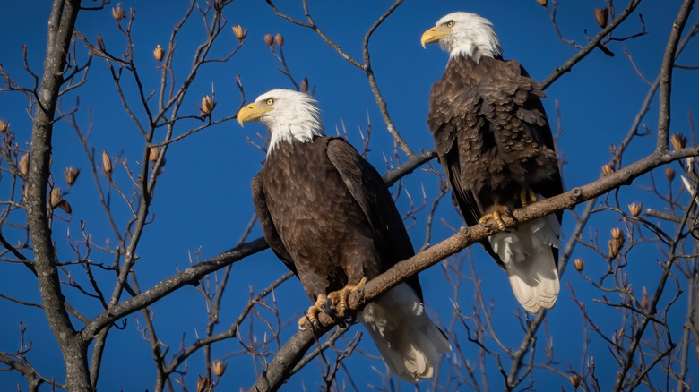 A pair of bald eagles on a tree branch
