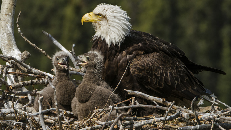 Two bald eaglets in nest with adult bald eagle