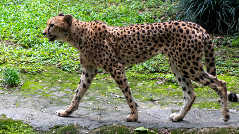 Adult cheetah in a zoo habitat in Singapore