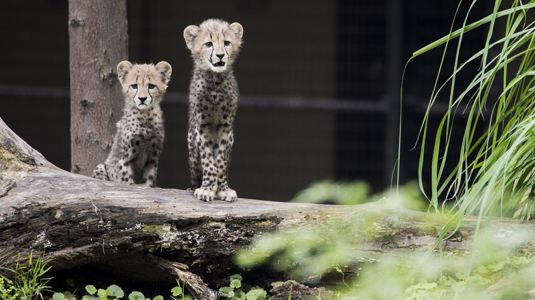 Two cheetah cubs at the Smithsonian National Zoo