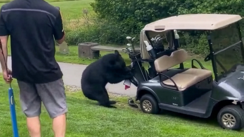 Black bear tugs at a bag of golf clubs attached to a golf cart while a man looks on