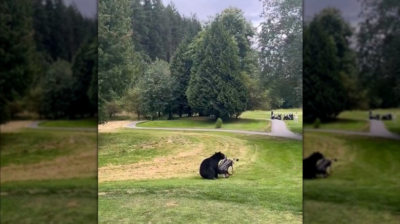 Black bear runs off across a golf course carrying a bag of golf clubs