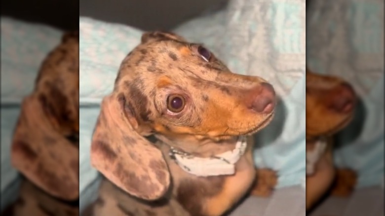 A spotted dachshund sitting upright in bed.