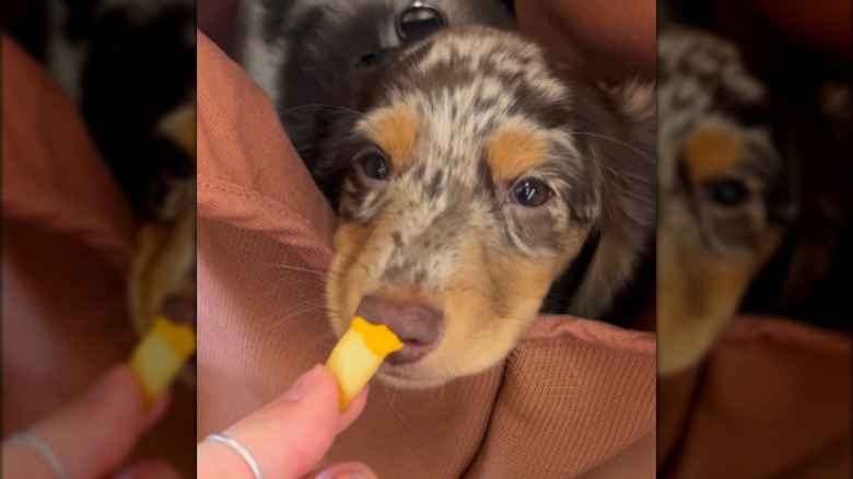 Fingers holding a fry in front of a tiny dachshund puppy.