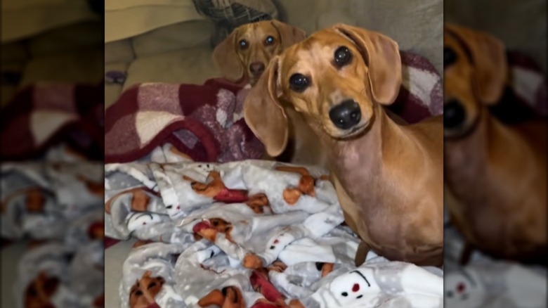 Two identical dachshunds sitting on a couch, tilting their heads.