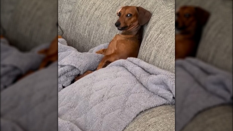 A dachshund aitting up on a couch with a blanket around his lap.